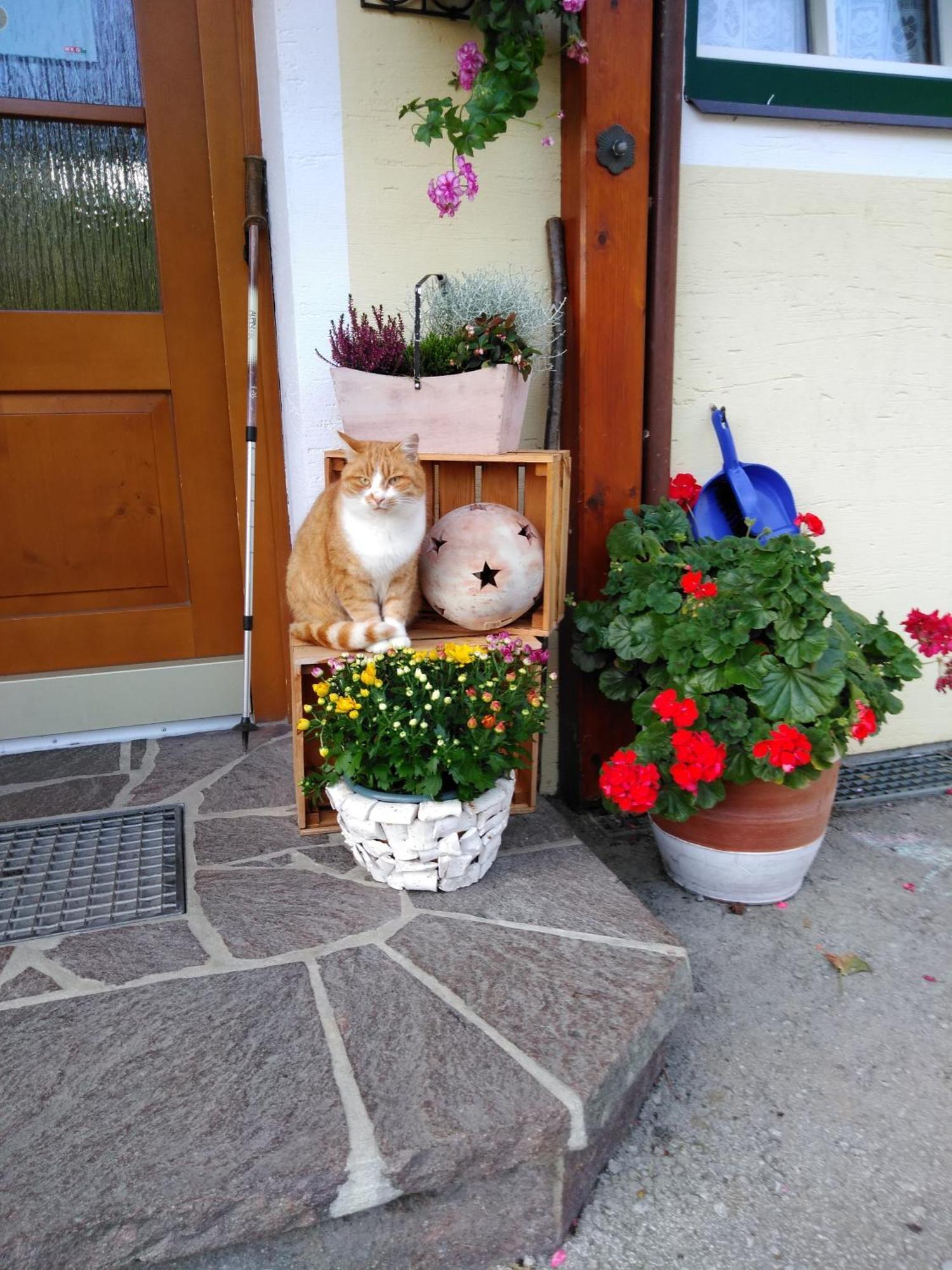 Linarhof Apartment Urlaub Am Bio Bauernhof Haus im Ennstal Bagian luar foto